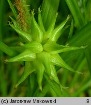 Carex grayi (turzyca Graya)