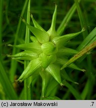 Carex grayi (turzyca Graya)