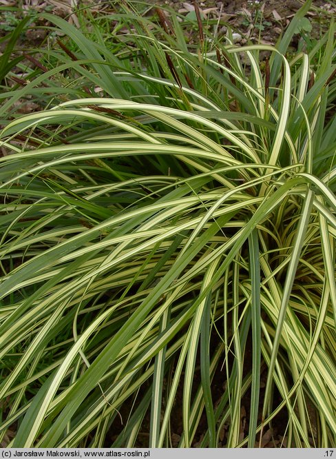 Carex hachijoensis