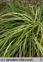 Carex hachijoensis