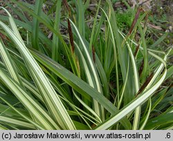 Carex hachijoensis