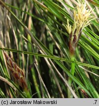 Carex humilis (turzyca niska)