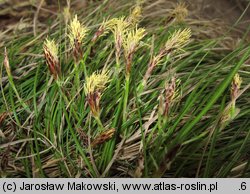 Carex humilis (turzyca niska)