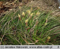 Carex humilis (turzyca niska)