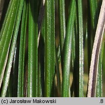 Carex humilis (turzyca niska)