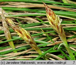 Carex humilis (turzyca niska)