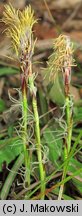 Carex humilis (turzyca niska)