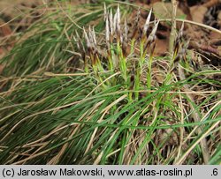 Carex humilis (turzyca niska)