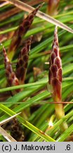 Carex humilis (turzyca niska)