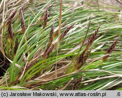 Carex humilis (turzyca niska)