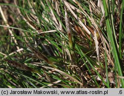 Carex humilis (turzyca niska)