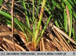 Carex humilis (turzyca niska)