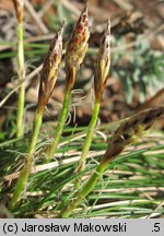 Carex humilis (turzyca niska)