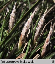 Carex humilis (turzyca niska)