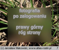 Carex humilis (turzyca niska)