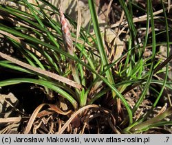 Carex humilis (turzyca niska)