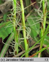 Carex humilis (turzyca niska)