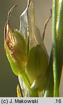 Carex humilis 