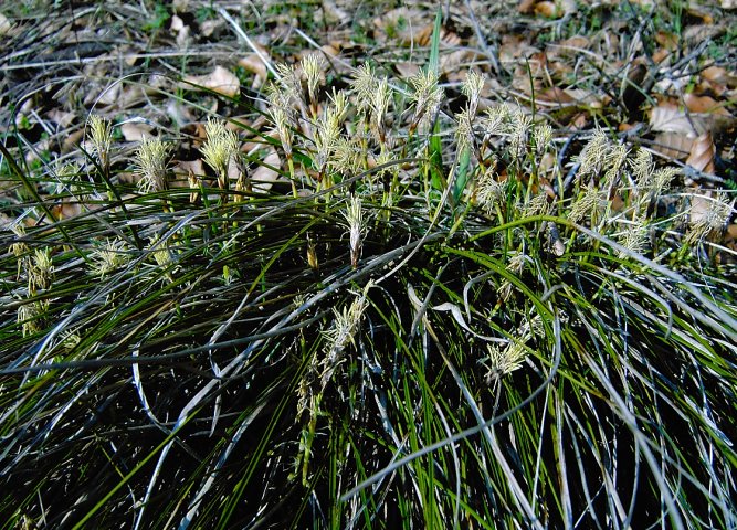 Carex humilis