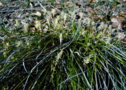 Carex humilis