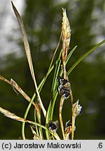 Carex humilis