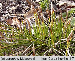 Carex humilis