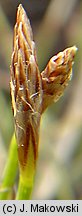 Carex humilis