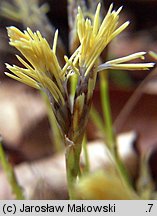 Carex humilis