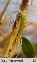 Carex humilis 