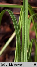 Carex montana (turzyca pagórkowa)