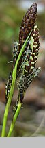 Carex montana (turzyca pagórkowa)