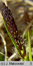 Carex montana (turzyca pagórkowa)