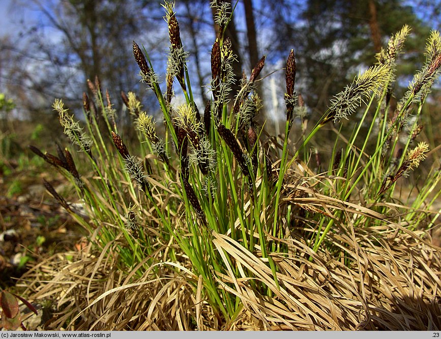 Carex montana (turzyca pagórkowa)