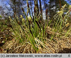 Carex montana (turzyca pagórkowa)