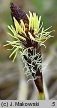 Carex montana (turzyca pagórkowa)