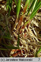 Carex montana (turzyca pagórkowa)