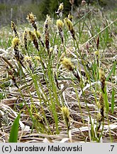 Carex montana (turzyca pagórkowa)