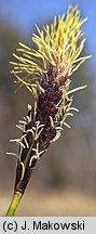 Carex montana (turzyca pagórkowa)