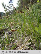 Carex montana (turzyca pagórkowa)