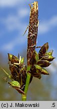 Carex montana (turzyca pagórkowa)