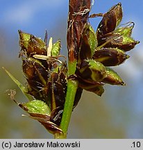 Carex montana (turzyca pagórkowa)