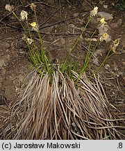 Carex montana (turzyca pagórkowa)
