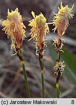 Carex montana (turzyca pagórkowa)