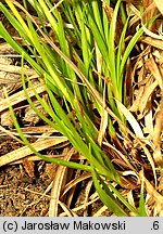 Carex montana (turzyca pagórkowa)