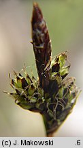 Carex montana (turzyca pagórkowa)