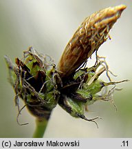 Carex montana (turzyca pagórkowa)