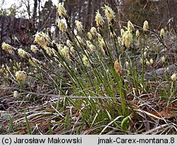 Carex montana (turzyca pagórkowa)