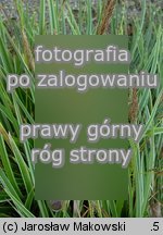 Carex morrowii (turzyca japoÅ„ska)