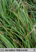 Carex morrowii (turzyca japońska)