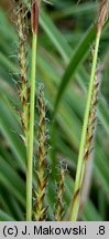 Carex morrowii (turzyca japońska)